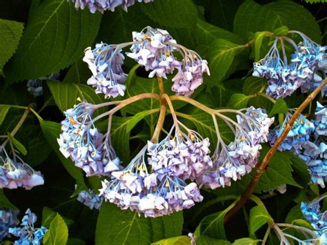 Why is my hydrangea wilting. Lack of water, too much sun or wind, excess nitrogen, or transplant shock can cause hydrangeas to wilt. Learn how to save your wilting hydrangea. 
