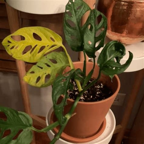 Why is my monstera turning yellow. Move the plant somewhere the temperature stays the same, and away from places where it gets drafty or right in front of the heater or air conditioner. Make it more humid: Monstera plants are into high humidity. If the air’s too dry, the plant gets stressed and the leaves might turn yellow. 