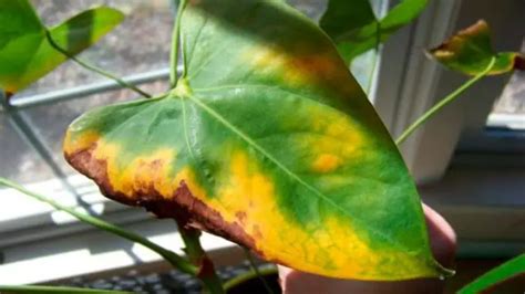 Why is my plant turning yellow. 5. Low Humidity. Low Humidity is another reason why is my Alocasia leaves turning yellow. Plants need highly humid conditions to thrive and be healthy. The humidity level must range between 50-60%. Therefore, if the environmental conditions are not humid, the plant will dry out, and its leaves will turn yellow. 