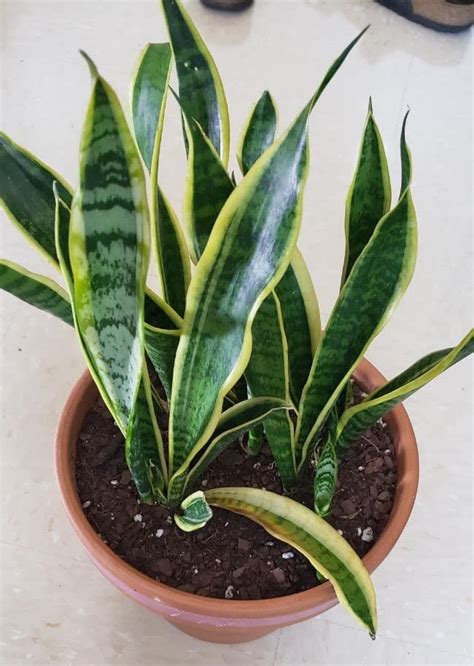 Why is my snake plant drooping. Drooping snake plant leaves are caused by soaked-up leaf cells losing their firmness. You may notice that your snake plant will become black or brownif the yellow patches are not corrected by correcting overwatering. Remove the snake plant from its pot and inspect the roots to see if they are soggy and smell foul. 