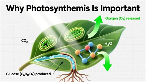 Why is photosynthesis important for plants.  How Is Photosynthesis Important to Li...