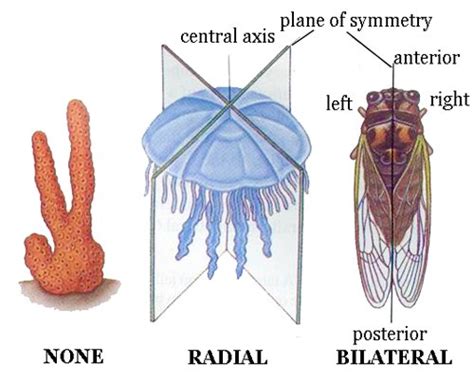 Why is radial symmetry uncommon for land animals? - Quora