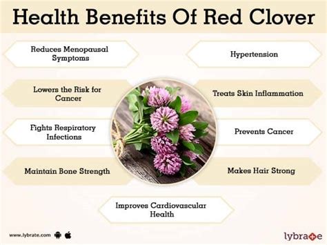 Why is red clover recommended for fibroids? HealthTap Online …