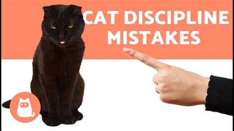 Why is smacking a cat to discipline them bad? : r/Pets - Reddit