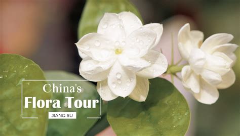 Why is the Jasmine flower important to the Chinese …