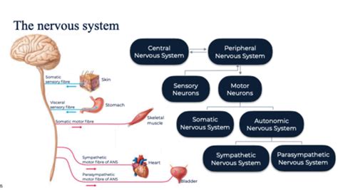 Why is the nervous system referred to as a communication system.  Study with Q...