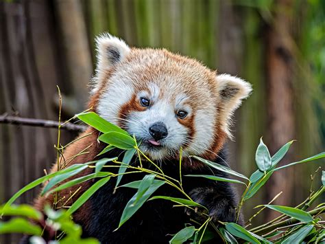 Why is the panda endangered species. Mar 16, 2023 ... Pandas continue to face significant challenges to their survival. Habitat loss and fragmentation are ongoing threats, as urban development, ... 