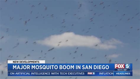 Why is there a major mosquito bloom in San Diego?