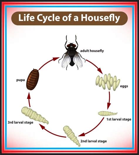 Why is there so many flies in my house. 17 Mar 2023 ... House flies are the most common indoor species. The main way these pests get into homes is by crawling or flying through open windows and doors, ... 