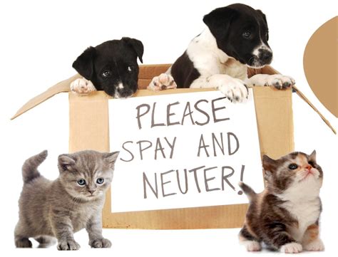 Why it’s important to spay or neuter your pet