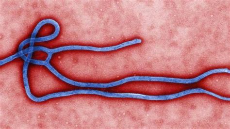 Why it s not time to panic about Ebola in Britain 