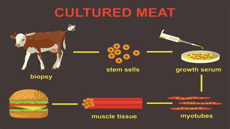 Why lab-grown meat is bad. Lab-grown meat is properly known as cell-cultured meat because the scientific process by which the meat is made is cell culture or tissue culture. Fat or muscle stem cells are taken from either a live, healthy animal via a painless biopsy, or one which is already in the meat processing system. For poultry species, cells can be taken from eggs. 