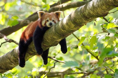 Why panda become endangered. The latest IUCN red list has better news for the giant panda, which has improved from endangered to vulnerable. Previously the subject of laboriously unsuccessful breeding programmes, pandas have ... 