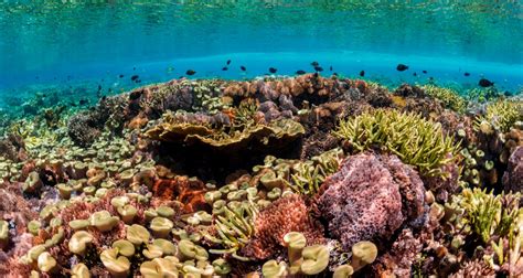 Why protecting coral reefs matters UNEP - UN Environment Programme