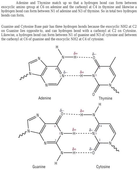 Why there is double bond between adenine and thymine and triple …