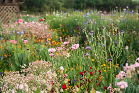 Why this wildflower plant guide is what every gardener needs
