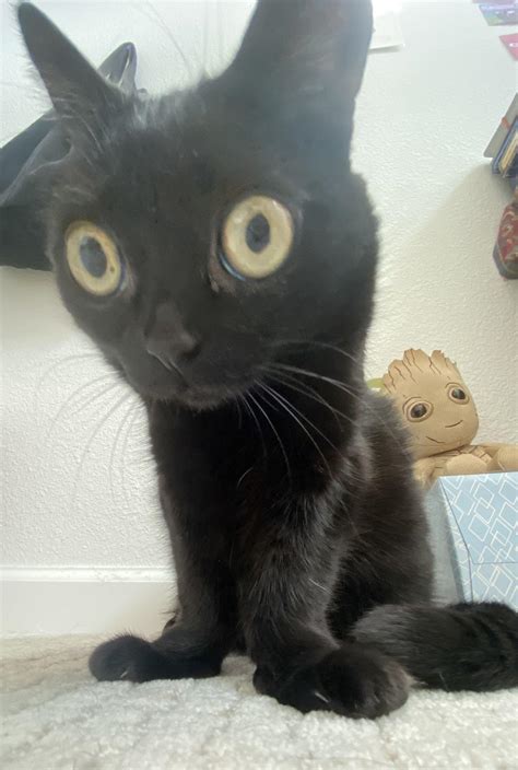 Why was jinx the cat cancelled. A black cat with a huge social media following has made history by becoming the first ever pet to be mayor of a town called Hell.. Jinx the cat has attracted a huge following on social media due ... 