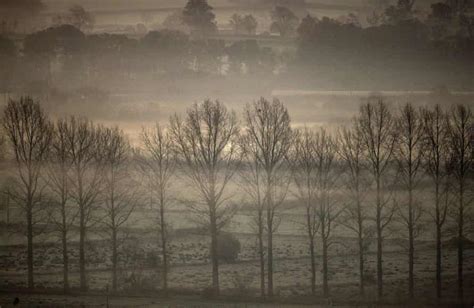 Why we should celebrate winter woodland – not just the Christmas tree