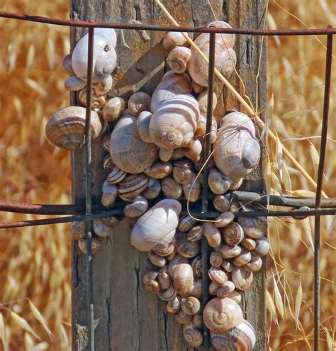 Why were so many snails clustered together on a Sunnyvale park fence post?