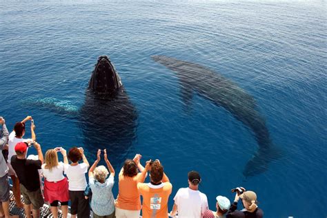 Why whale watching is the only way forward for St Vincent