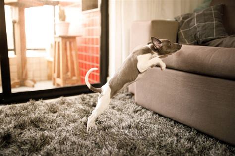 Why won’t my dog jump on the couch? - Pet Dog Owner