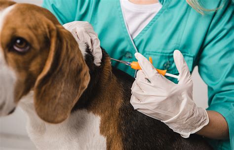 Why you should vaccinate your dog against leptospirosis in Ontario