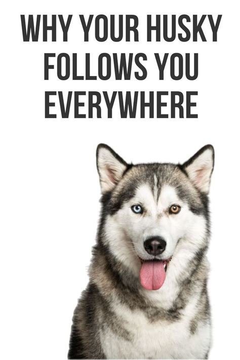 Why your Husky follows you everywhere - Pet Dog Owner