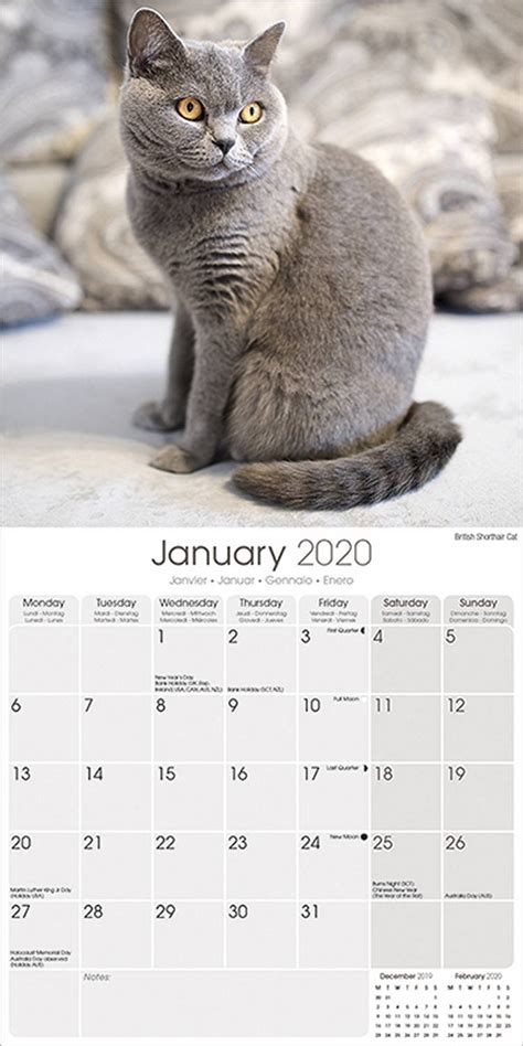 Read Online Why Cats Do That 2020 Wall Calendar By Not A Book