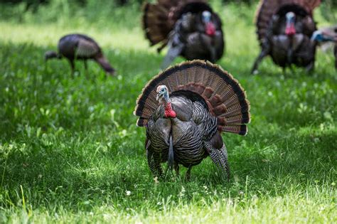 The 2024 spring turkey season will run from April 17 through May 28 and includes six, seven-day periods running Wednesday through the following Tuesday. All seven turkey management zones will be open for hunting.. 