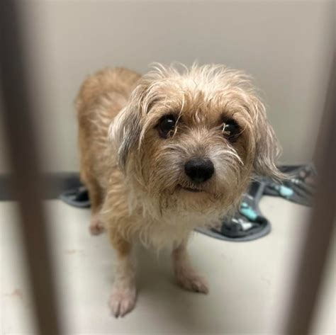Updated: Sep 11, 2023 / 08:11 AM CDT. WICHITA, Kan. (KSNW) – The Wichita Animal Shelter is facing backlash after euthanizing 12 dogs by mistake. The Kansas Humane Society had already vetted two .... 