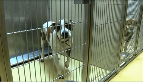 Find out more information about daily animal pickups, where to search for lost pets at the Wichita Shelter, and helpful online links for lost and found pets.. 