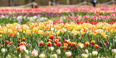 Wicked tulips. Wicked Tulips Flower Farm is open April 23 and 24 and April 26-May 2, weather dependent, from 10 a.m. to 7 p.m. Tickets are $17 for adults (includes ten u-pick tulips; additional stems are $1 each) … 