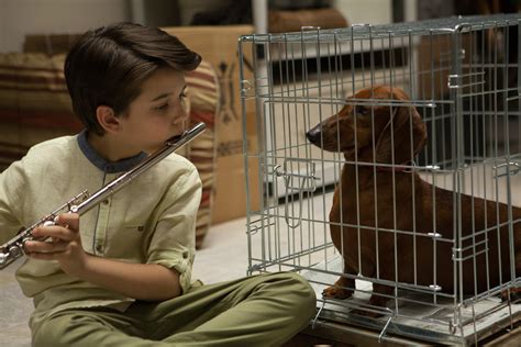 L ike all of Todd Solondz’s movies, Wiener-Dog is a black comedy with the comedy removed, leaving just the black: a tarry, sticky, dense residue of bleakness and callousness. It is a portmanteau ...
