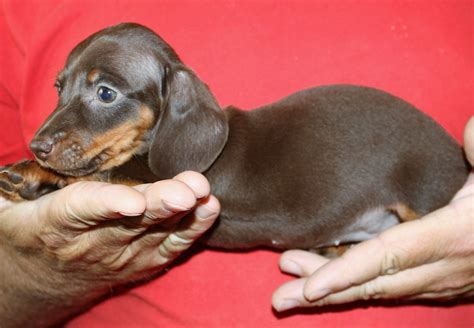Wiener dogs for sale. Long haired Dachshund Puppies. Males / Females Available. 7 weeks old. Erin Sullivan. Christiansburg, VA 24073. AKC Champion Bloodline. 
