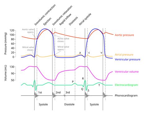 Wiggers Diagrams 101 Diagrams