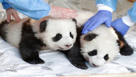 Wiggling twin panda cubs are born at the Madrid Zoo