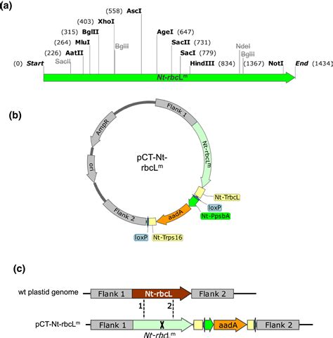 WikiGenes - rbcL - RuBisCO large subunit