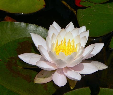 Wikipedia white lotus. Things To Know About Wikipedia white lotus. 