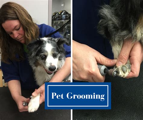 Wilco dog grooming. Wilco. May 24, 2021 ·. Meet Andrea, a Wilco Pet Groomer in Oregon City with 6 years of experience! GROOMER SPOTLIGHT: Andrea. Why I became a groomer: I love working with dogs and grooming is very rewarding when you are able to make a dog feel better. What I love about Wilco: 