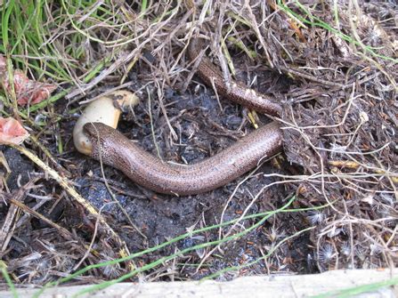 Wild About Gardens - Slugs: friend or foe? Kent Wildlife Trust