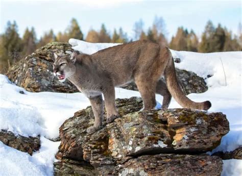 Wild Cats in Oregon - Krebs Creek