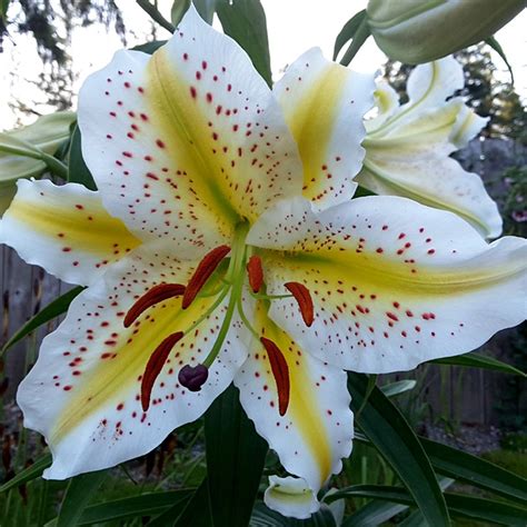 Wild Golden Rayed Lily of Japan Bulbs American Meadows