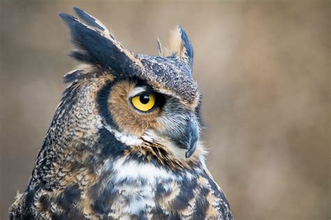 Wild Great Horned Owls at Audubon Mews in RI - YouTube