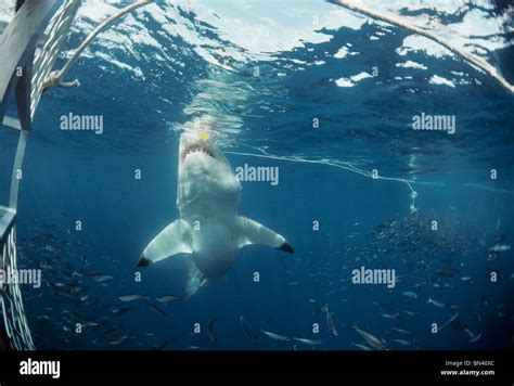 Wild Kingdom Great White Sharks of Dangerous Reef