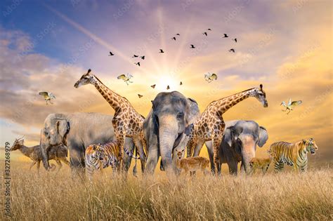 Wild Population Stock Photos, Pictures & Royalty-Free Images