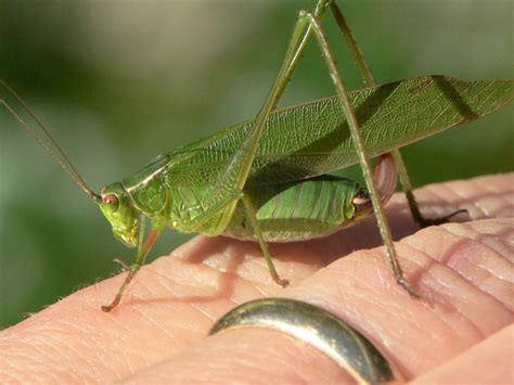 Wild Side: Katydids - The Martha