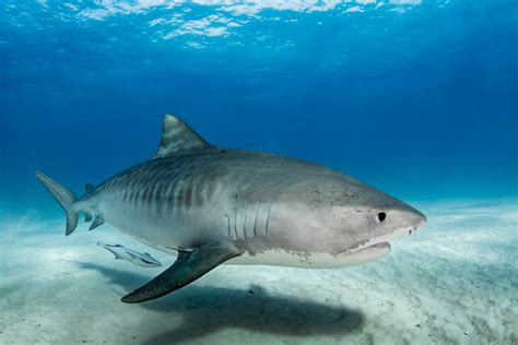 Wild Tiger Shark