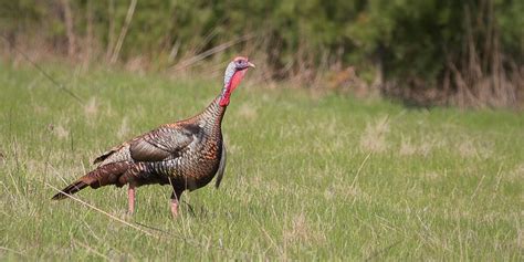 Wild Turkeys at low risk of catching bird flu - WEAU