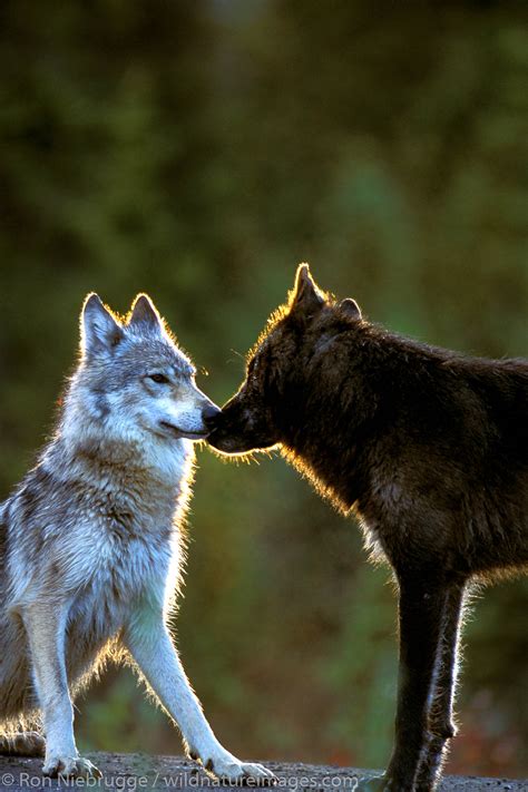 Wild Wild Wolves