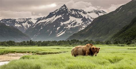 Wild alaskan. Wild Alaskan has already signed up tens of thousands of members across the country, and Kallenberg said it is not uncommon for them to acquire 100 to 200 new subscribers to the company’s monthly seafood membership program in a single day. To accommodate the demand, Wild Alaskan now has 18 employees, … 